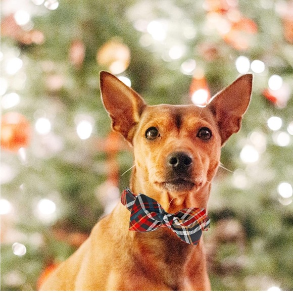 Lionheart Christmas Dog Collar & Bowtie - Picture 6 of 12